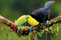 costaricapanamatn