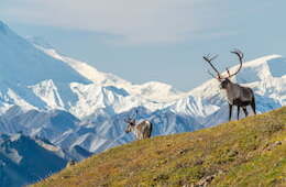 two moose on a hill with icey mountains behind them in Denali State Park