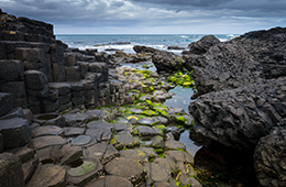 Bevy British Isles view of rocks and moss by ocean