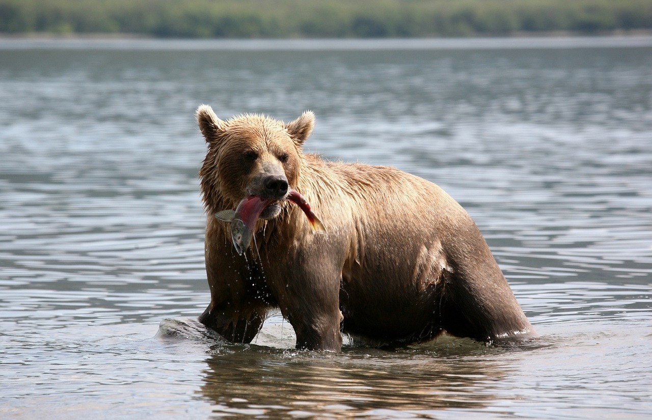 brown-bear-2514853_1280