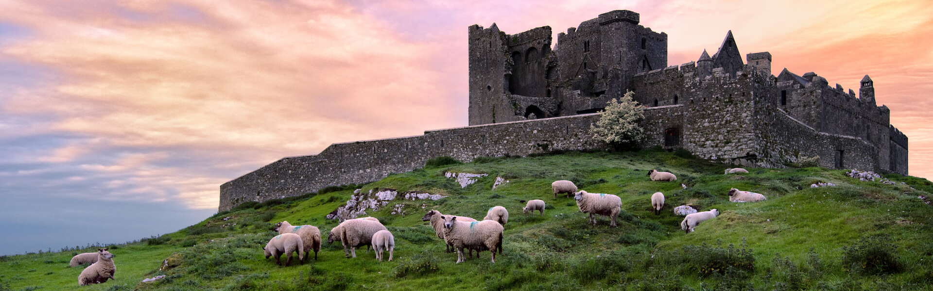 Rock of Cashel on the hill with a sunset and lambs grazing in the grass