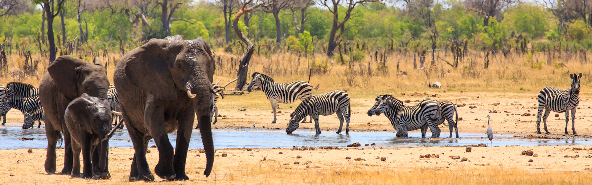 Sothern Africa Safari with elephants and zebras