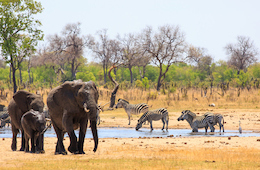 Sothern Africa Safari with elephants and zebras