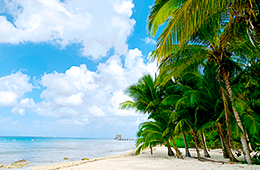Panama Potpourri coastal view with palm trees, sand and water
