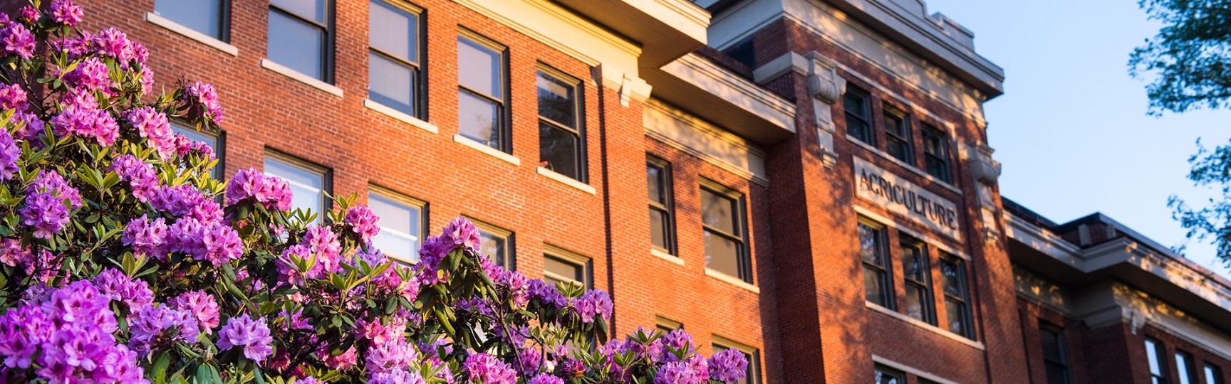 OSU Campus Agricultural Building with purple flowers