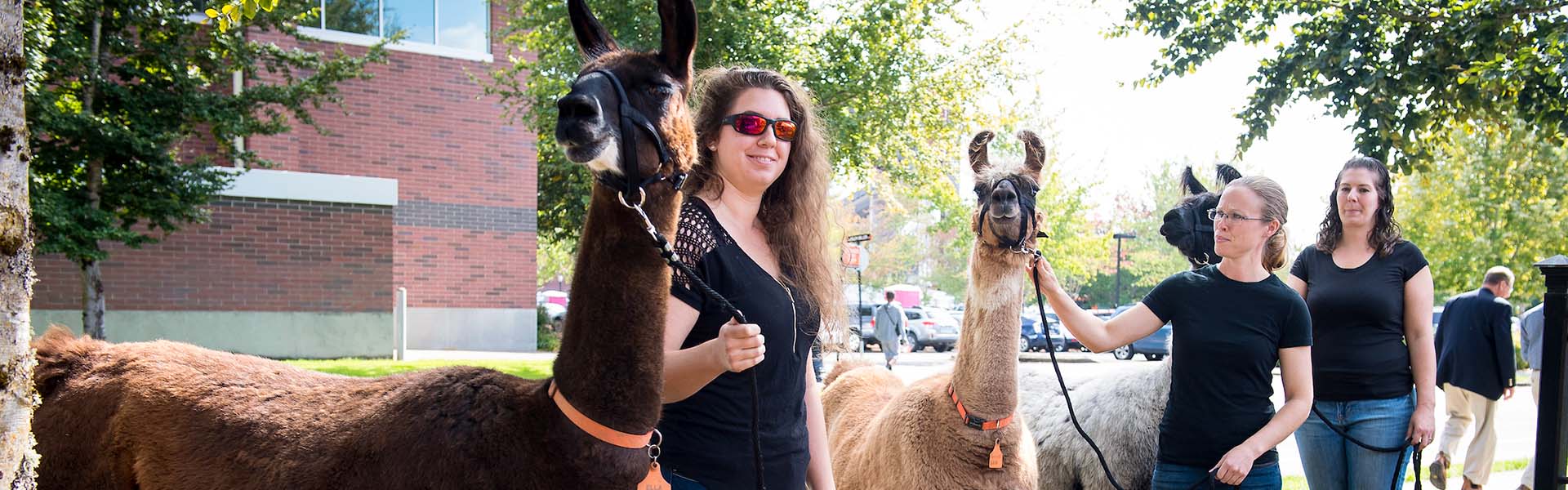 Women taking care of llamas outdoors