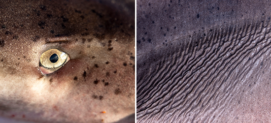 A detailed, close up shot of a shark eye and shark skin.