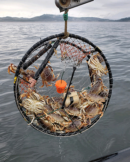 crab pot being pulled from the ocean
