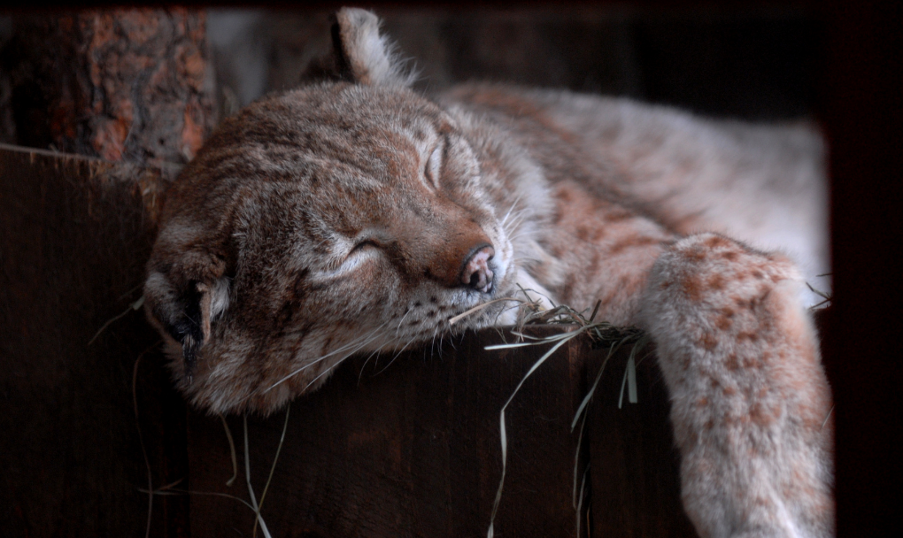 A sleeping lynx.