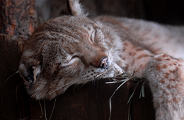 Sitefinity_Thumbnail_260x170_May 12