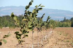 Photo of hazelnut trees