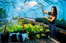 OSU student using a hose to water plants in a greenhouse