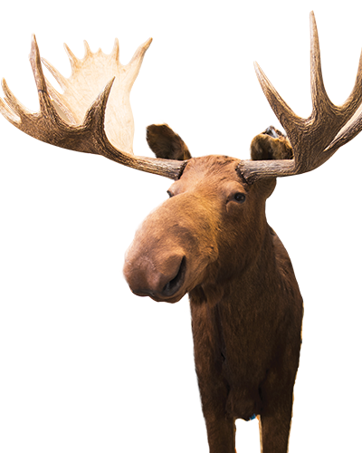 bruce the moose image